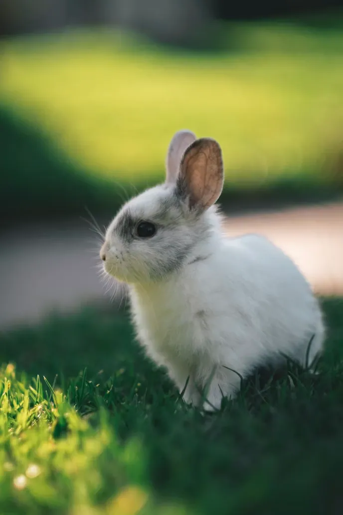 A rabbit resting in a garden
