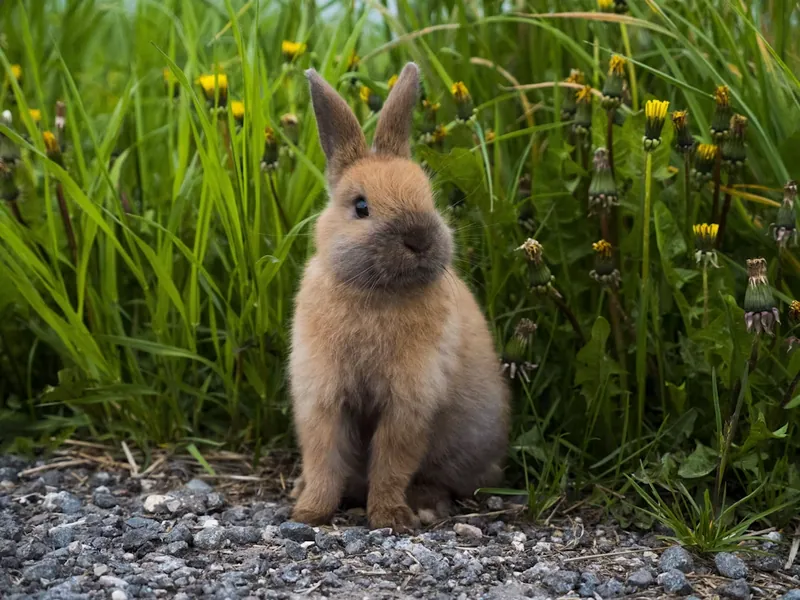 A rabbit being cared for
