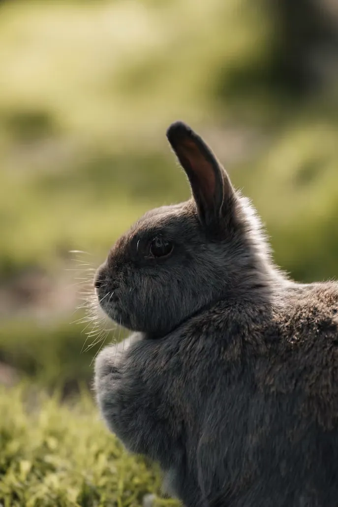 A rabbit in soft light